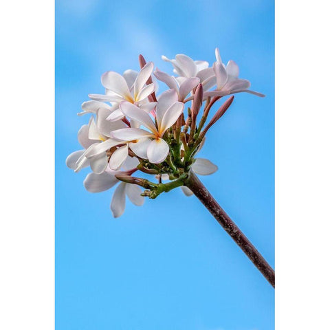 Plumeria Black Modern Wood Framed Art Print by Engelbrecht, Lisa S.