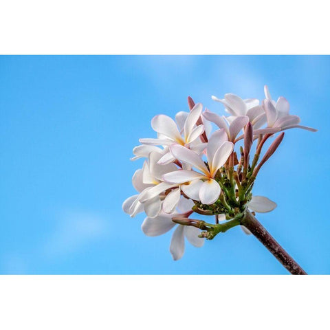 Plumeria Gold Ornate Wood Framed Art Print with Double Matting by Engelbrecht, Lisa S.