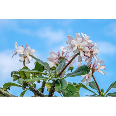 Plumeria Black Modern Wood Framed Art Print by Engelbrecht, Lisa S.