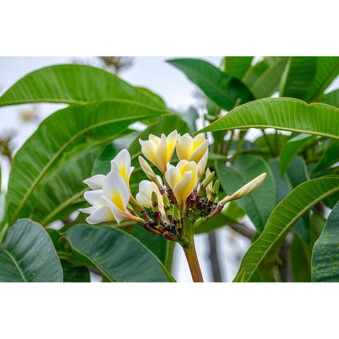 Plumeria Black Modern Wood Framed Art Print with Double Matting by Engelbrecht, Lisa S.