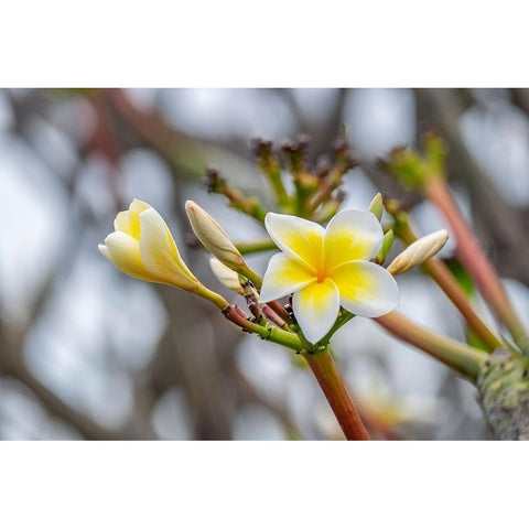 Plumeria Black Modern Wood Framed Art Print by Engelbrecht, Lisa S.