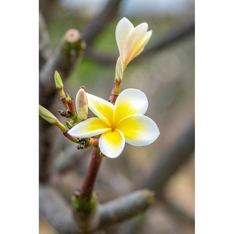 Plumeria Gold Ornate Wood Framed Art Print with Double Matting by Engelbrecht, Lisa S.