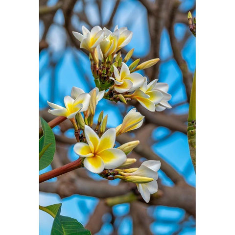 Plumeria White Modern Wood Framed Art Print by Engelbrecht, Lisa S.