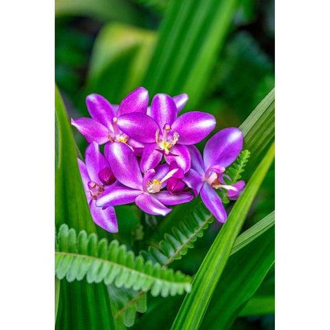 Purple orchid Gold Ornate Wood Framed Art Print with Double Matting by Engelbrecht, Lisa S.