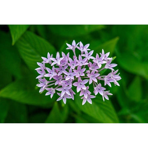 Purple Penta flower White Modern Wood Framed Art Print by Engelbrecht, Lisa S.