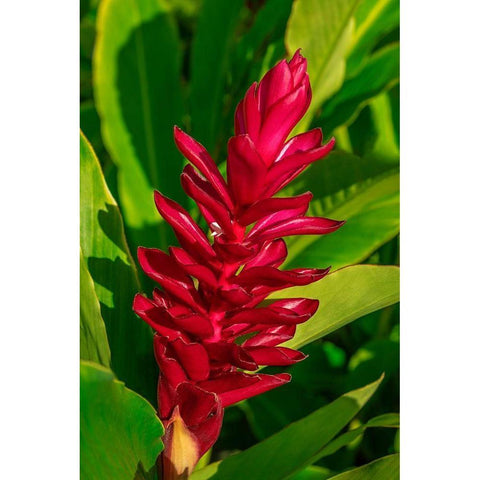 Red Ginger plant White Modern Wood Framed Art Print by Engelbrecht, Lisa S.