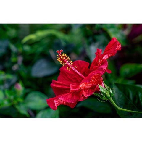 Red Hibiscus Black Modern Wood Framed Art Print with Double Matting by Engelbrecht, Lisa S.