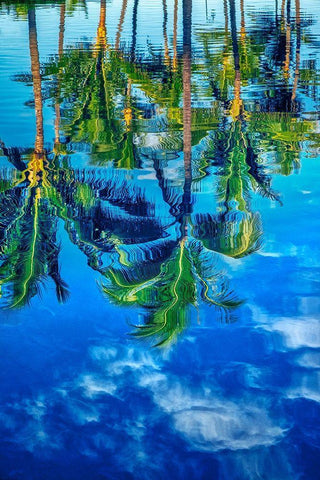 Reflection of palm trees on water Black Ornate Wood Framed Art Print with Double Matting by Engelbrecht, Lisa S.