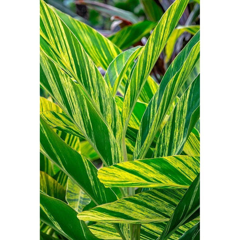 Shell ginger plant Black Modern Wood Framed Art Print with Double Matting by Engelbrecht, Lisa S.