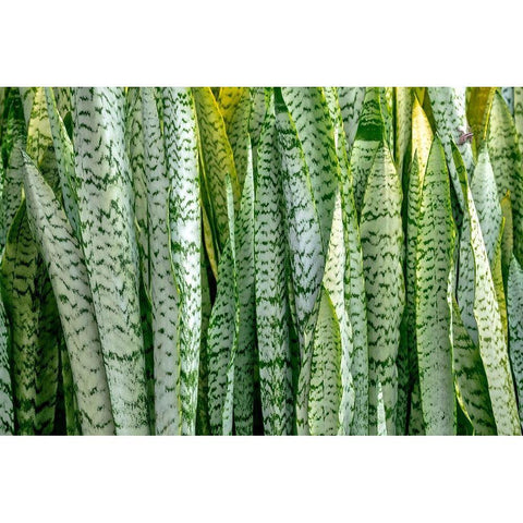 Snake plant-Mother-in-laws tongue Black Modern Wood Framed Art Print by Engelbrecht, Lisa S.