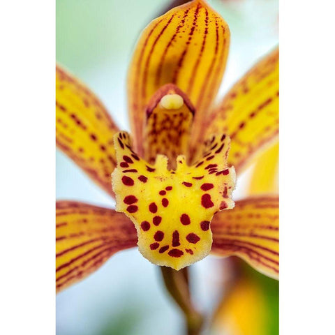 Speckled yellow Orchid Gold Ornate Wood Framed Art Print with Double Matting by Engelbrecht, Lisa S.
