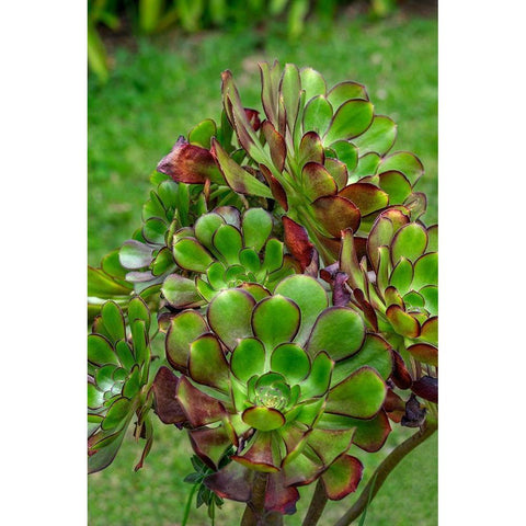 Stonecrop plant Black Modern Wood Framed Art Print by Engelbrecht, Lisa S.