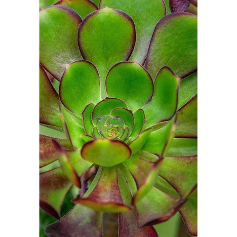 Stonecrop plant Black Modern Wood Framed Art Print by Engelbrecht, Lisa S.