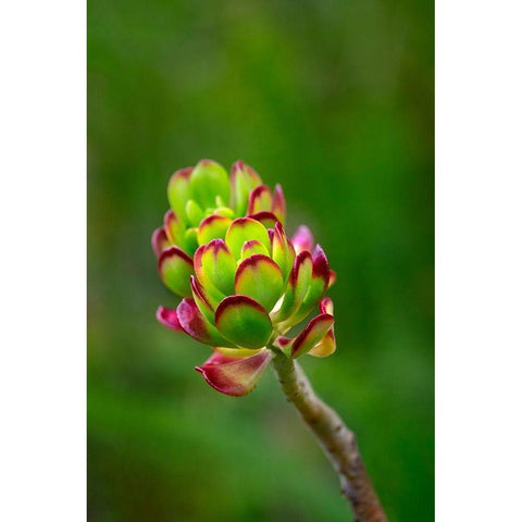 Stonecrop-Sedum Black Modern Wood Framed Art Print by Engelbrecht, Lisa S.