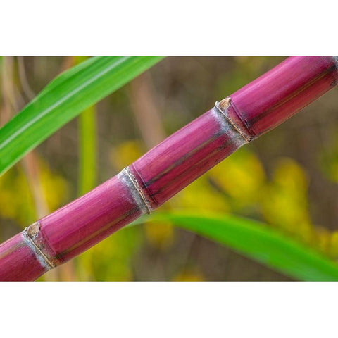 Sugar Cane White Modern Wood Framed Art Print by Engelbrecht, Lisa S.