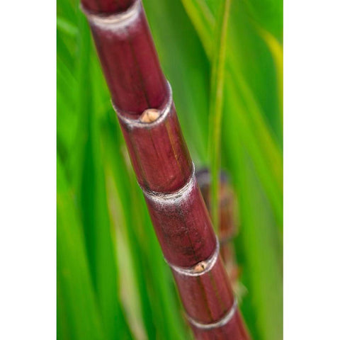 Sugar Cane Black Modern Wood Framed Art Print by Engelbrecht, Lisa S.