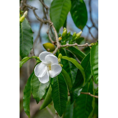 Tabernaemontana flower Black Modern Wood Framed Art Print by Engelbrecht, Lisa S.