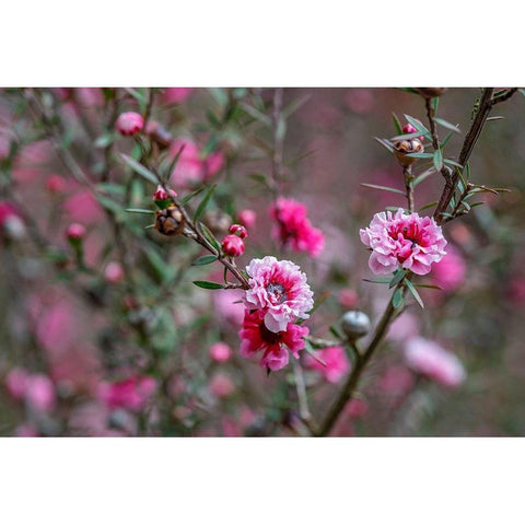 Tea tree flower Black Modern Wood Framed Art Print by Engelbrecht, Lisa S.
