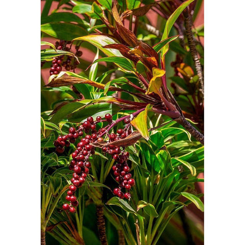 Ti Plant berries White Modern Wood Framed Art Print by Engelbrecht, Lisa S.