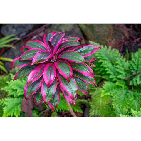 Ti Plant-Cordyline fruticosa Black Modern Wood Framed Art Print with Double Matting by Engelbrecht, Lisa S.