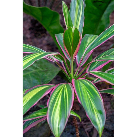 Ti Plant-Cordyline fruticosa Gold Ornate Wood Framed Art Print with Double Matting by Engelbrecht, Lisa S.