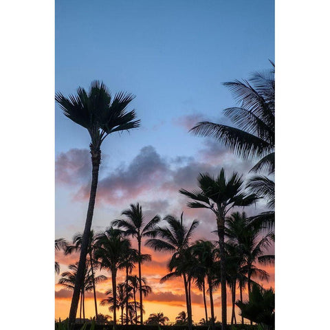 Tropical sunset Black Modern Wood Framed Art Print with Double Matting by Engelbrecht, Lisa S.