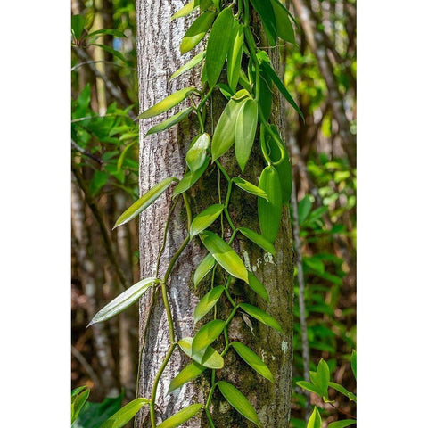 Vanilla Orchid vine Black Modern Wood Framed Art Print by Engelbrecht, Lisa S.