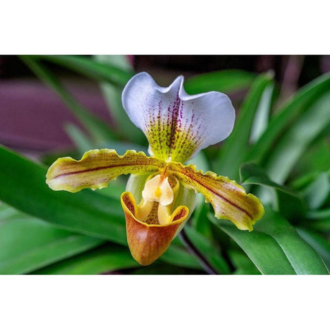 Venus Slipper Orchid White Modern Wood Framed Art Print by Engelbrecht, Lisa S.