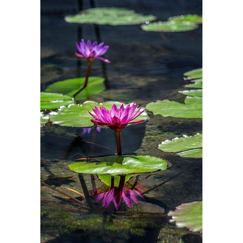 Waterlilies in pond Gold Ornate Wood Framed Art Print with Double Matting by Engelbrecht, Lisa S.