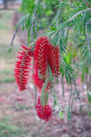 Weeping Bottlebrush tree flowers Black Ornate Wood Framed Art Print with Double Matting by Engelbrecht, Lisa S.