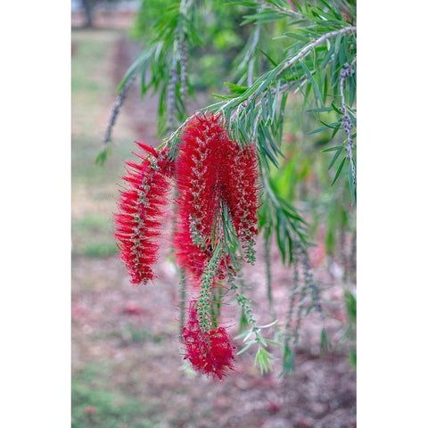 Weeping Bottlebrush tree flowers Black Modern Wood Framed Art Print with Double Matting by Engelbrecht, Lisa S.