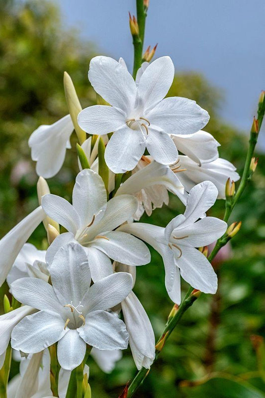Image Only