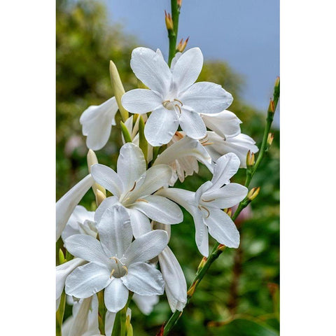 White Gladiolus Gold Ornate Wood Framed Art Print with Double Matting by Engelbrecht, Lisa S.
