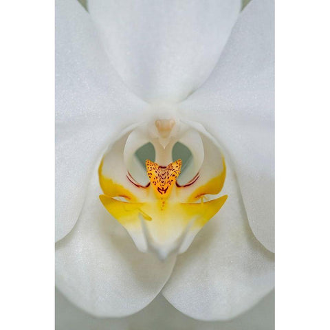 White Orchid Black Modern Wood Framed Art Print by Engelbrecht, Lisa S.