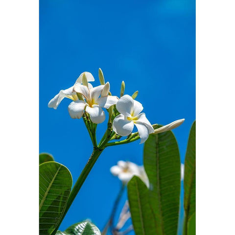 White Plumeria Gold Ornate Wood Framed Art Print with Double Matting by Engelbrecht, Lisa S.