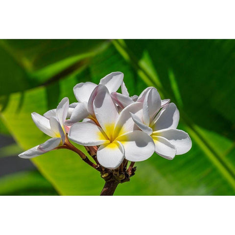 White Plumeria Gold Ornate Wood Framed Art Print with Double Matting by Engelbrecht, Lisa S.