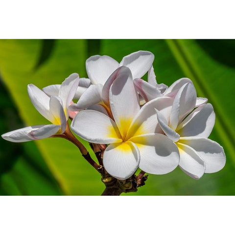 White Plumeria White Modern Wood Framed Art Print by Engelbrecht, Lisa S.