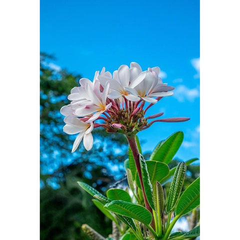 White Plumeria White Modern Wood Framed Art Print by Engelbrecht, Lisa S.