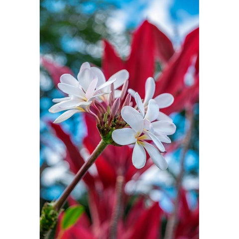 White Plumeria Black Modern Wood Framed Art Print by Engelbrecht, Lisa S.