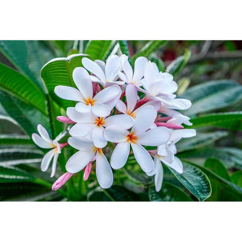 White Plumeria White Modern Wood Framed Art Print by Engelbrecht, Lisa S.