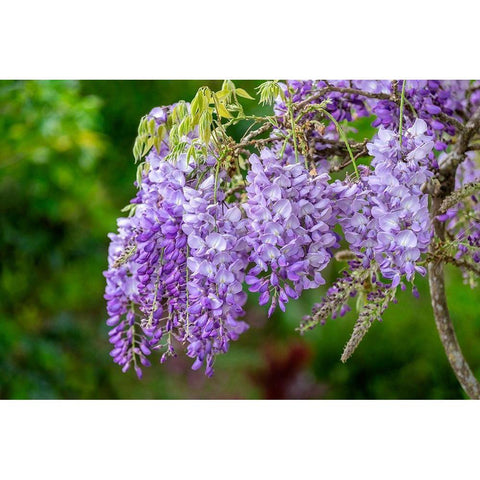 Wisteria Gold Ornate Wood Framed Art Print with Double Matting by Engelbrecht, Lisa S.