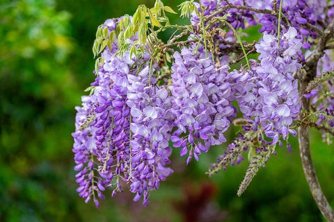 Wisteria White Modern Wood Framed Art Print with Double Matting by Engelbrecht, Lisa S.