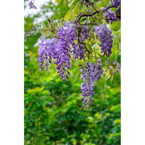Wisteria Black Modern Wood Framed Art Print by Engelbrecht, Lisa S.