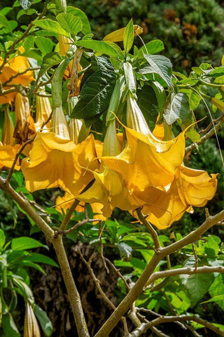 Yellow Angels Trumpet White Modern Wood Framed Art Print with Double Matting by Engelbrecht, Lisa S.