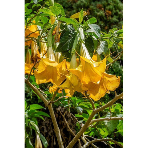 Yellow Angels Trumpet Black Modern Wood Framed Art Print by Engelbrecht, Lisa S.