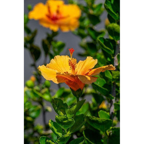 Yellow Hibiscus Black Modern Wood Framed Art Print with Double Matting by Engelbrecht, Lisa S.
