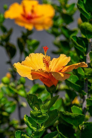 Yellow Hibiscus White Modern Wood Framed Art Print with Double Matting by Engelbrecht, Lisa S.