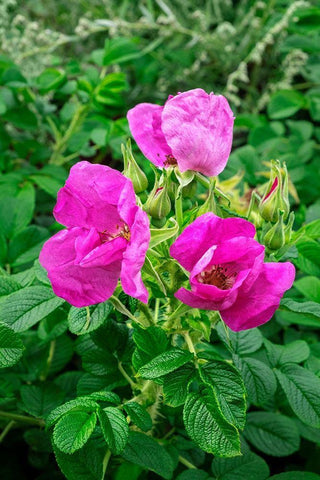 Beach rose White Modern Wood Framed Art Print with Double Matting by Engelbrecht, Lisa S.