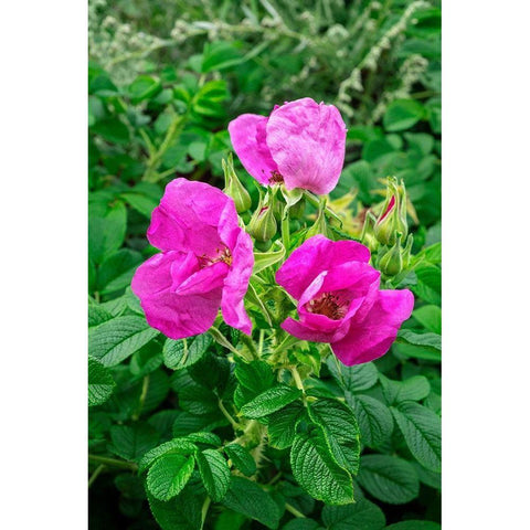 Beach rose Gold Ornate Wood Framed Art Print with Double Matting by Engelbrecht, Lisa S.