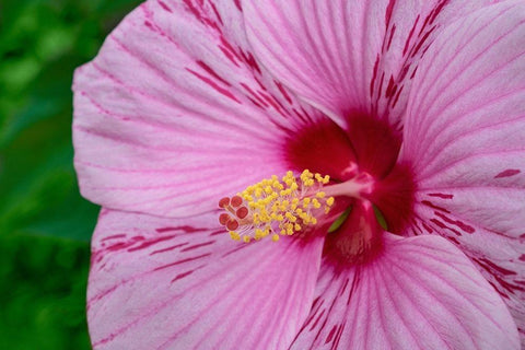 Swamp Rose Mallow Black Ornate Wood Framed Art Print with Double Matting by Engelbrecht, Lisa S.